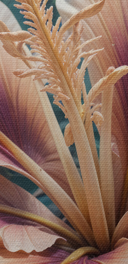 Close up of a flower Close up of a flower
