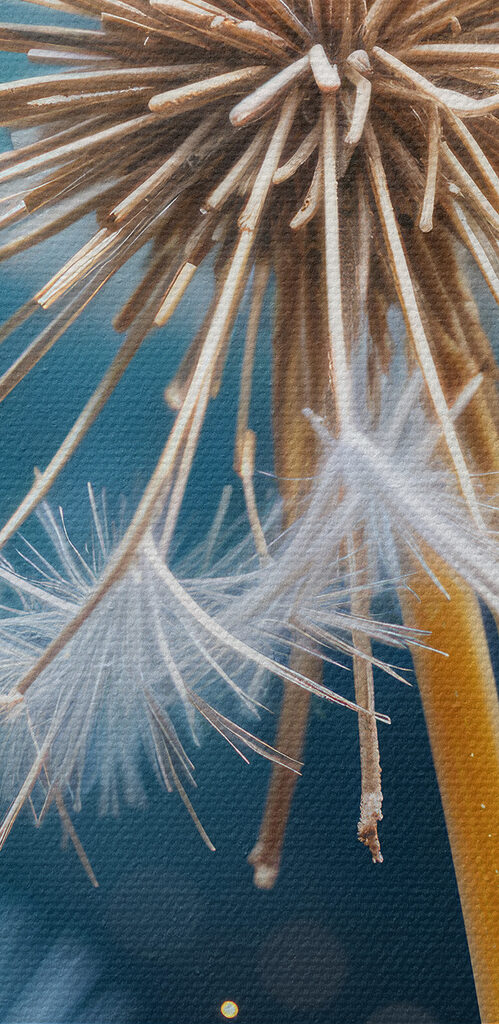 Close up of a dandelion Close up of a dandelion