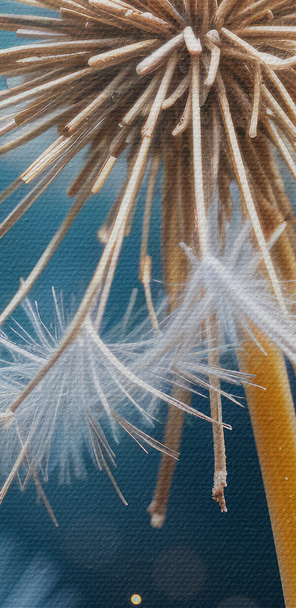 Close up of a dandelion Close up of a dandelion