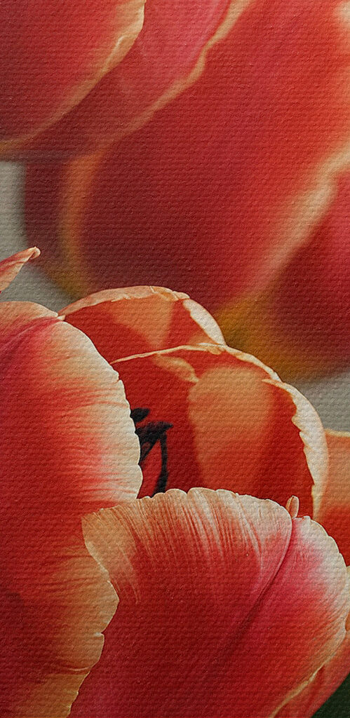 Group of red tulips