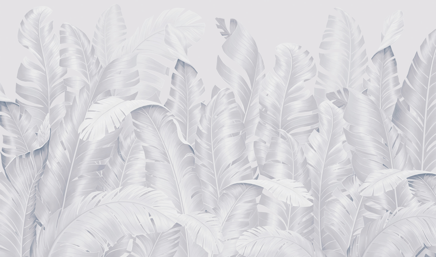 Group of white feathers