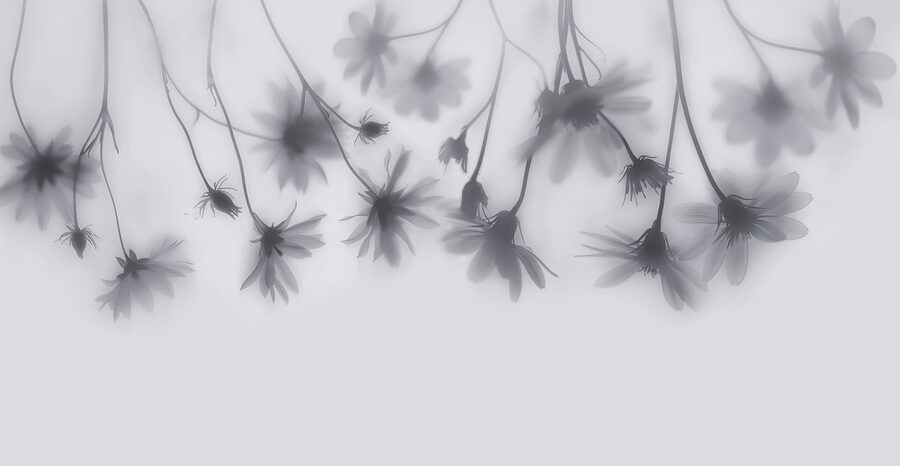 Fotomurales Grupo de flores sobre fondo blanco - Imagen 6