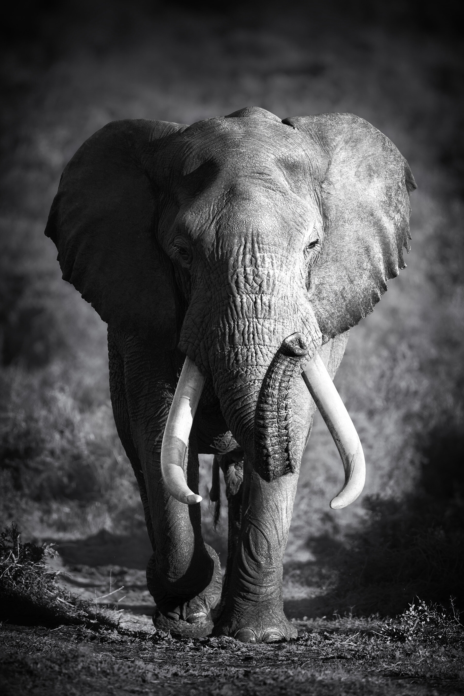 An elephant with tusks walking An elephant with tusks walking
