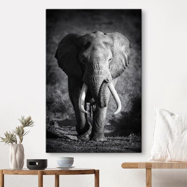 Cuadros Cuadros Un elefante con colmillos caminando (SKU: s08133)