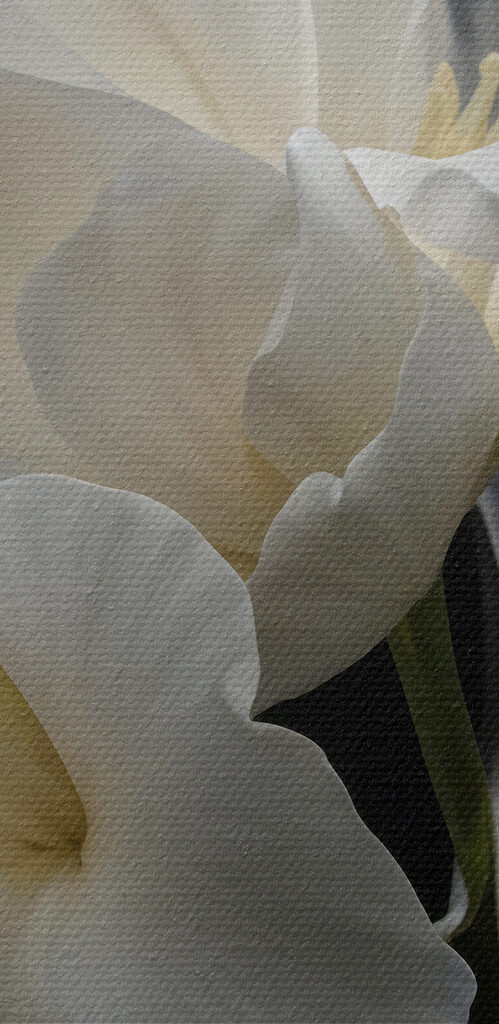 Close up of a flower