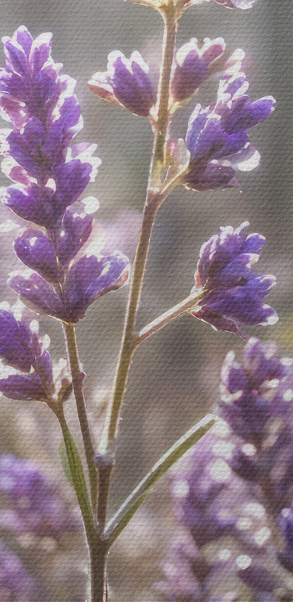 Close up of purple flowers Close up of purple flowers