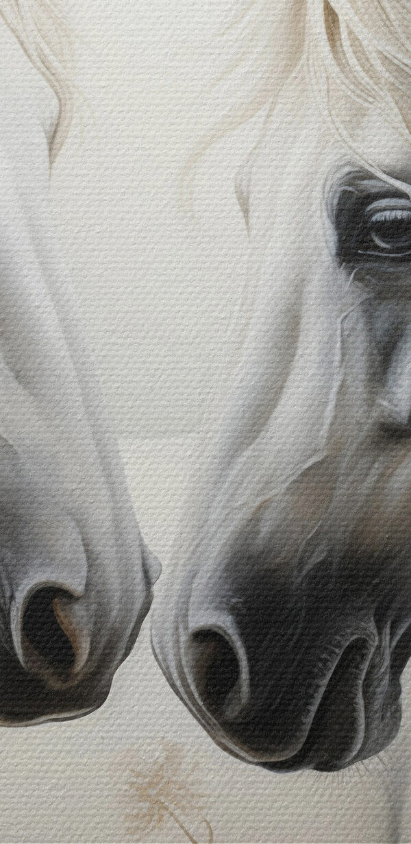 Two white horses with long manes Two white horses with long manes