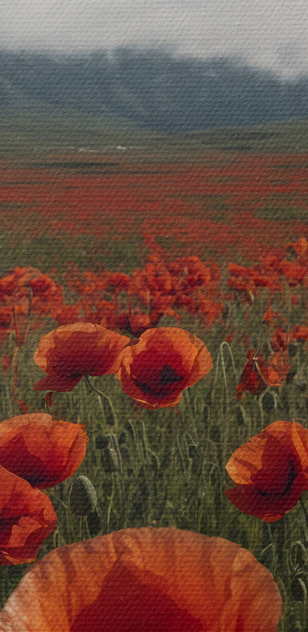 Field of red flowers with a mountain in the background