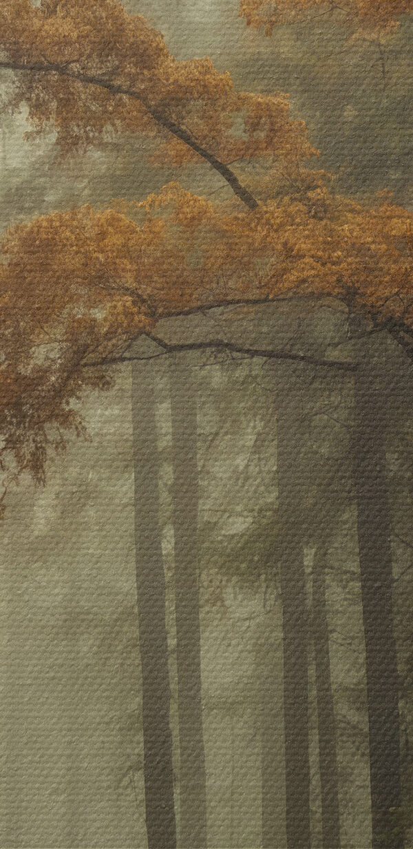 Forest with trees and fog Forest with trees and fog