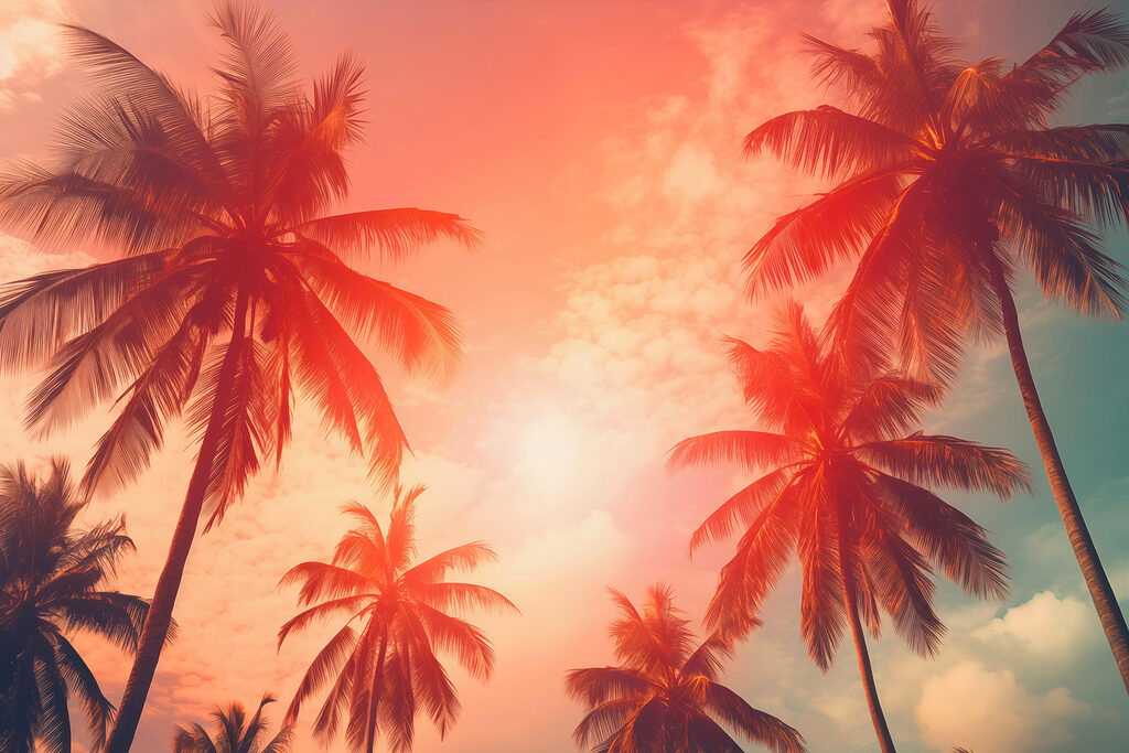 Palmeras contra un cielo rosa Palmeras contra un cielo rosa