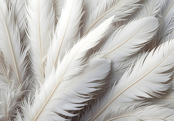 Grupo de plumas blancas Grupo de plumas blancas