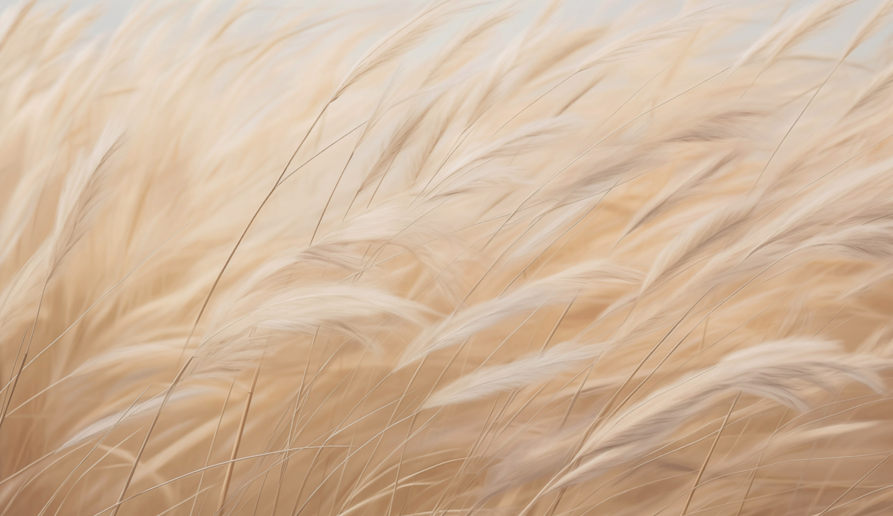 Close up of a field of grass