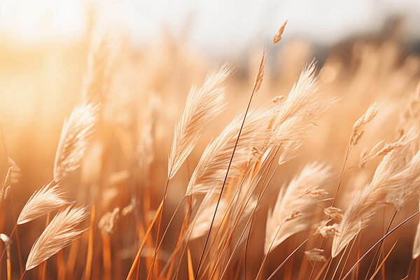 Close up of a field of grass Close up of a field of grass
