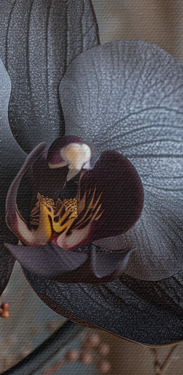 Black flower with white flowers Black flower with white flowers
