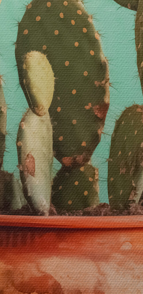 Cactus in a pot