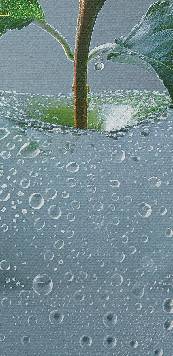Clear apple with water drops on it Clear apple with water drops on it