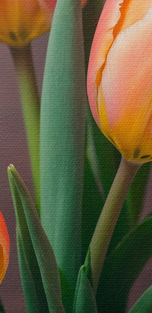 Group of pink and yellow tulips Group of pink and yellow tulips