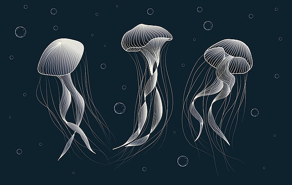 Grupo de medusas en el agua Grupo de medusas en el agua
