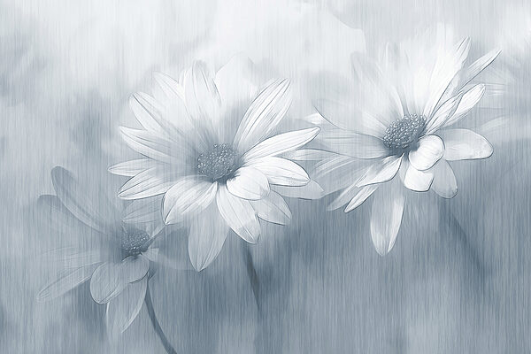 Grupo de flores blancas Grupo de flores blancas