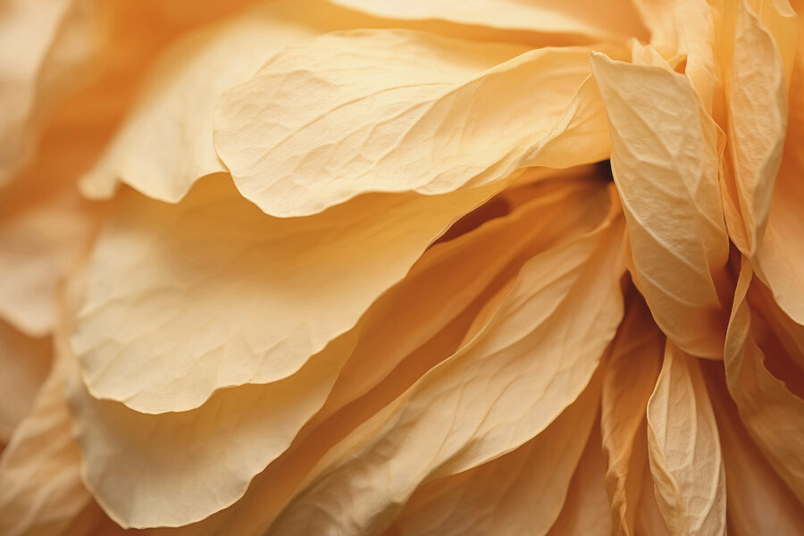 Primer plano de una flor