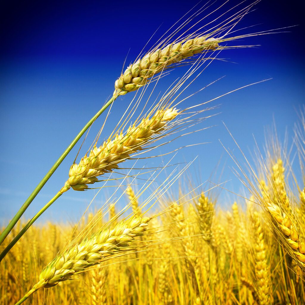 Close up of wheat Close up of wheat