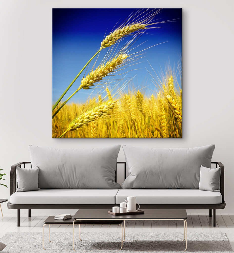 Close up of wheat Close up of wheat