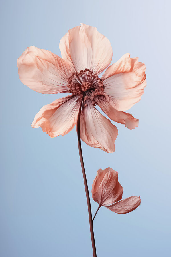Close up of a flower