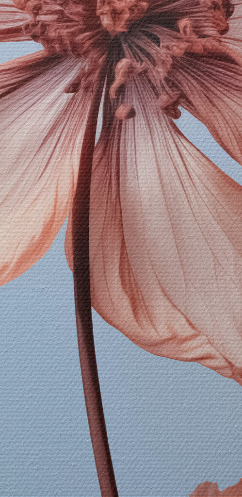 Close up of a flower