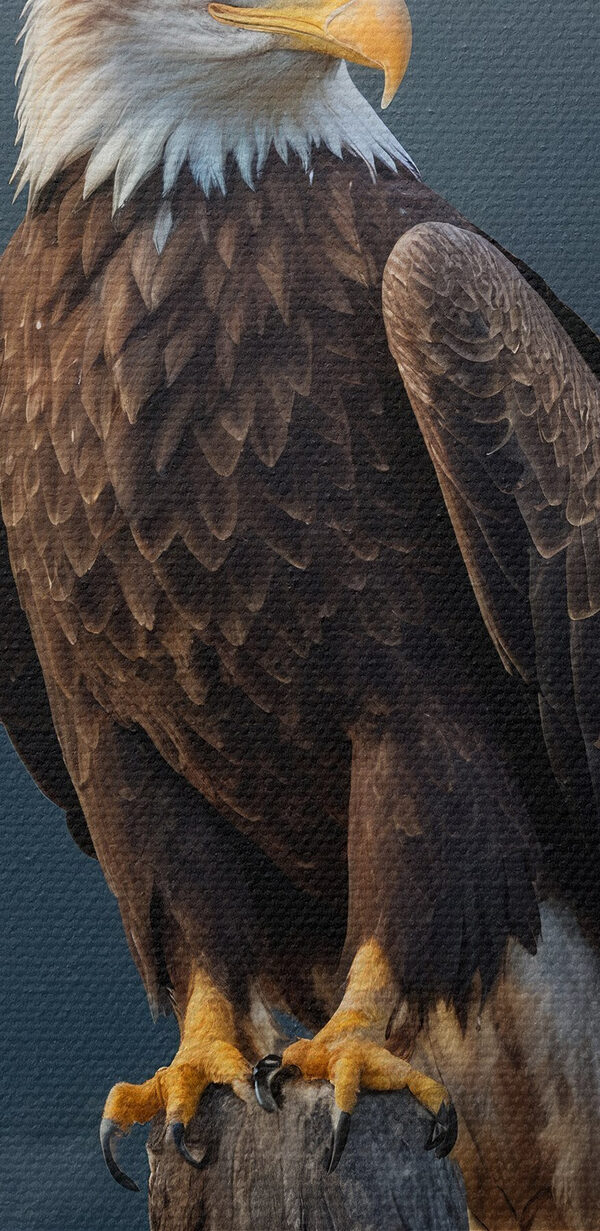Bald eagle on a post with a full moon in the background Bald eagle on a post with a full moon in the background