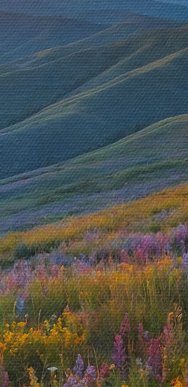 Field of flowers on a mountain Field of flowers on a mountain