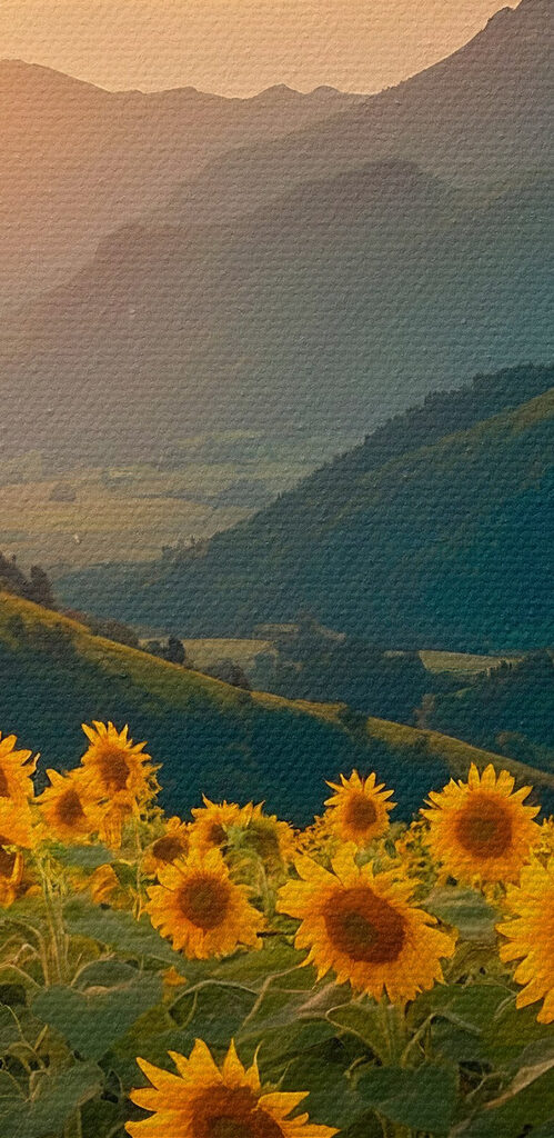 Field of sunflowers in the mountains Field of sunflowers in the mountains