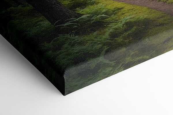 Dirt road through a forest