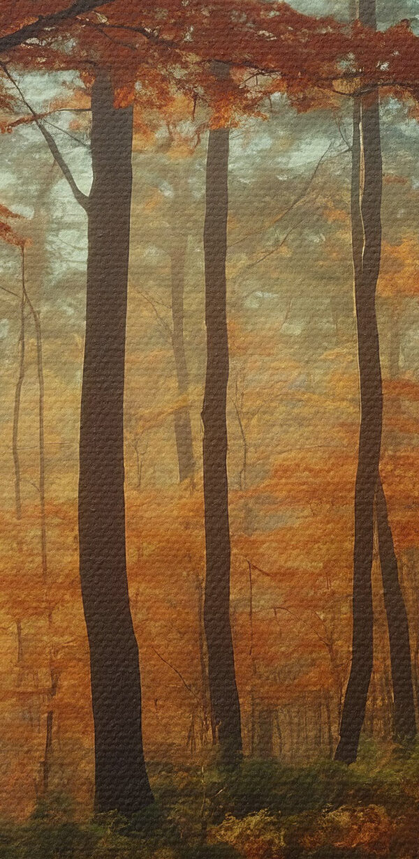 Path through a forest with orange leaves
