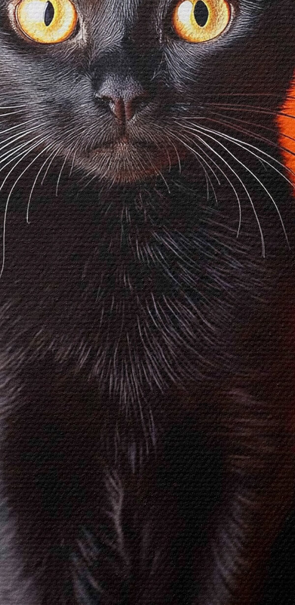 Black cat sitting next to two pumpkins