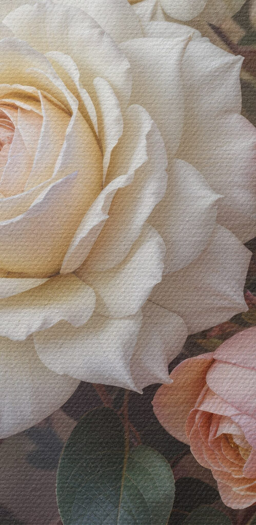 Group of white and pink roses Group of white and pink roses