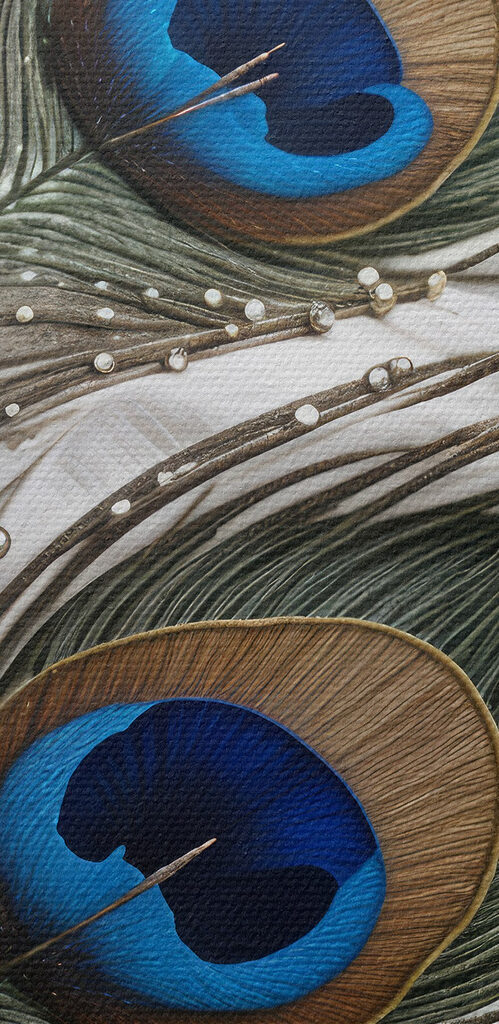 Close up of a peacock feather Close up of a peacock feather