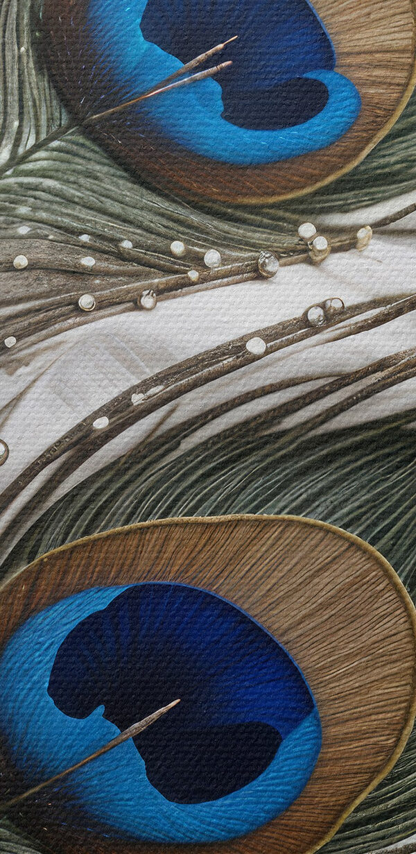 Close up of a peacock feather Close up of a peacock feather