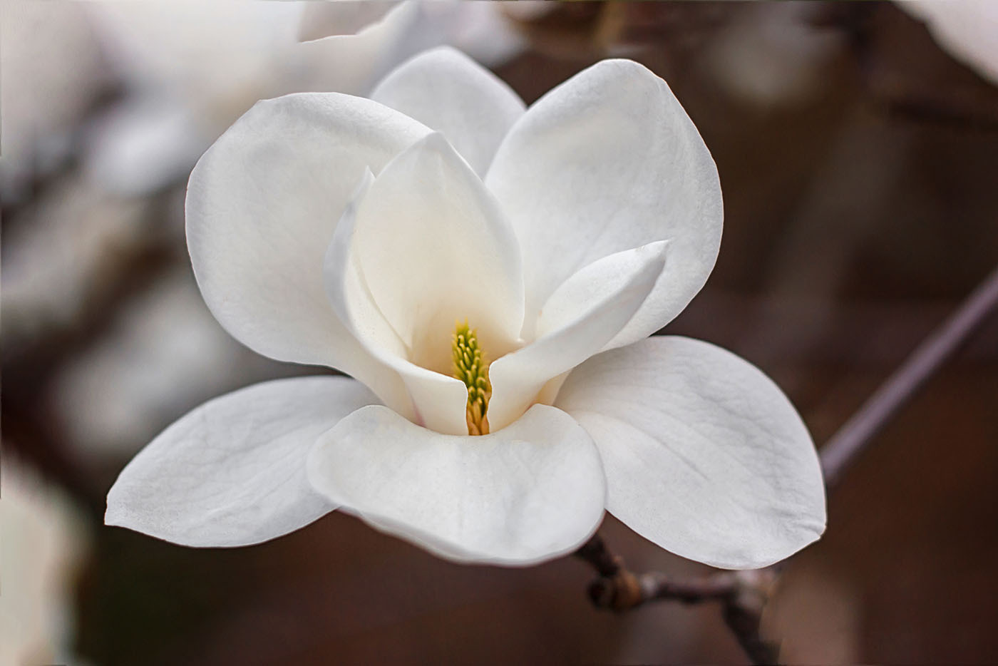 White flower with yellow center White flower with yellow center