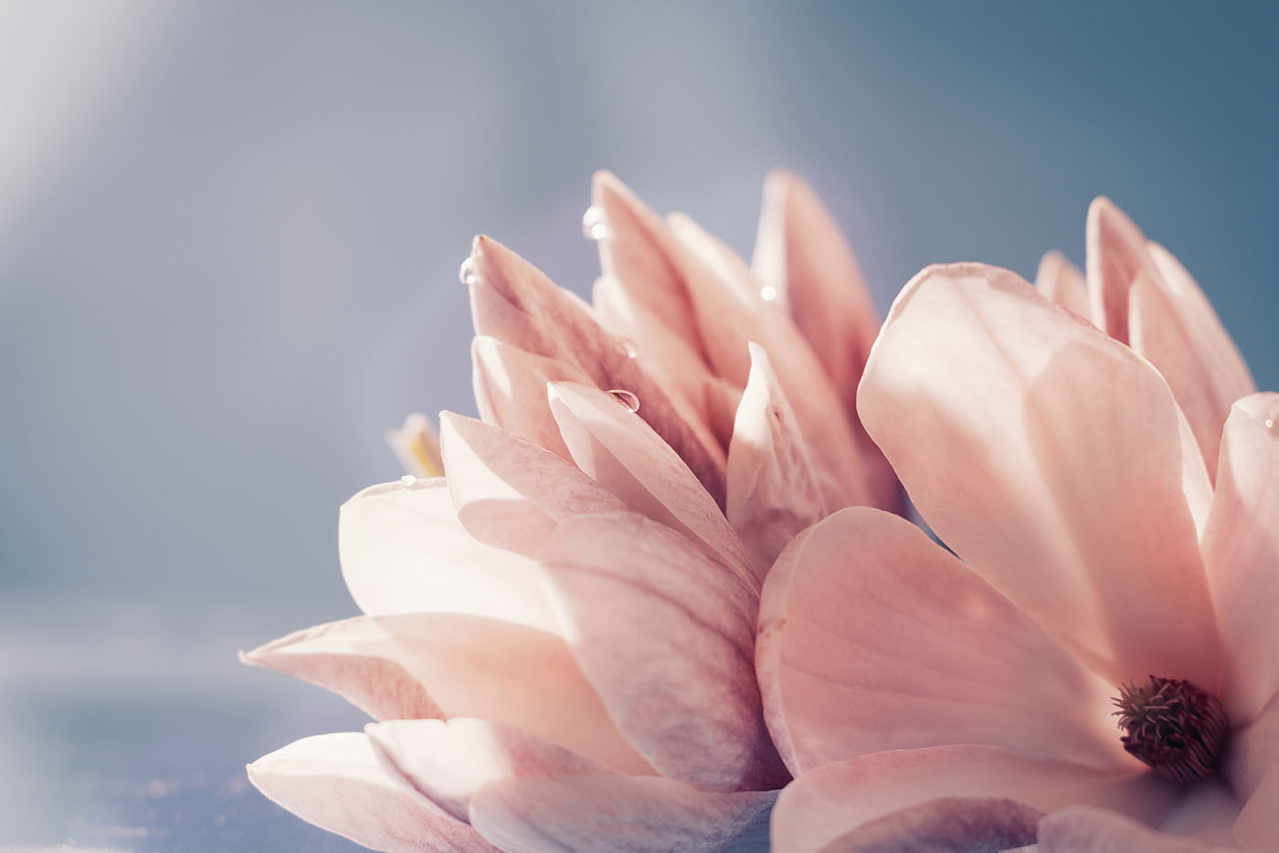 Petals glow in morning light