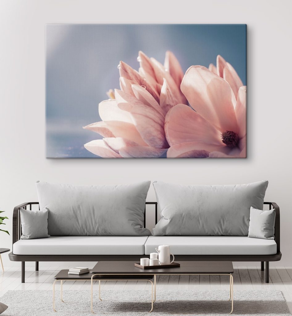 Petals glow in morning light