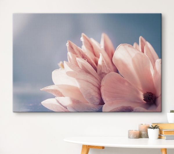 Petals glow in morning light