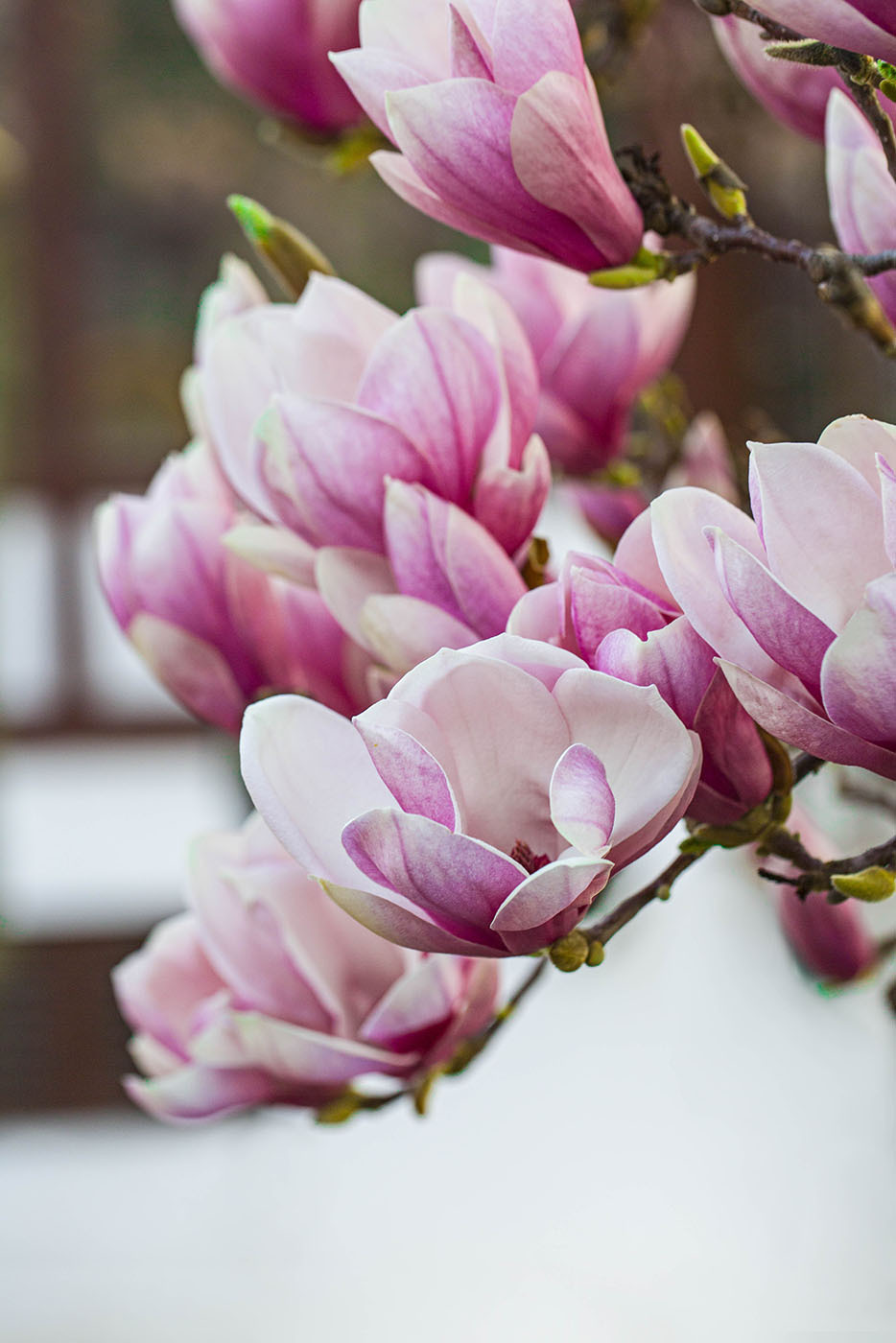 Spring magnolia blooms beckon anew Spring magnolia blooms beckon anew