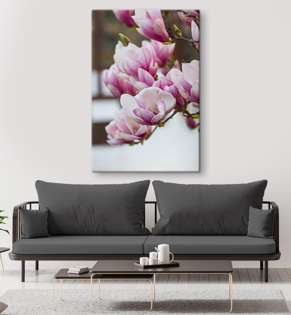 Spring magnolia blooms beckon anew Spring magnolia blooms beckon anew