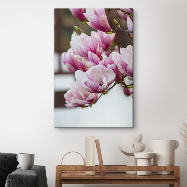 Spring magnolia blooms beckon anew Spring magnolia blooms beckon anew