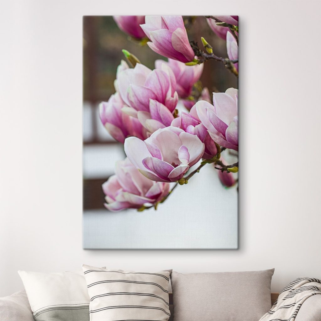 Spring magnolia blooms beckon anew Spring magnolia blooms beckon anew