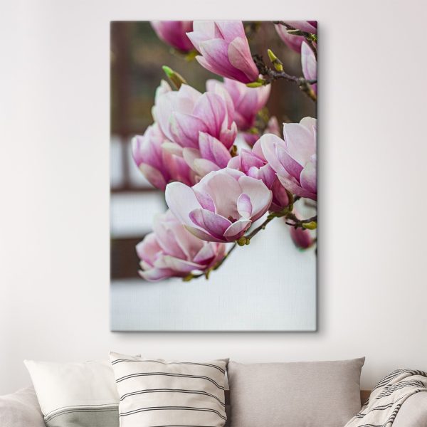 Spring magnolia blooms beckon anew Spring magnolia blooms beckon anew