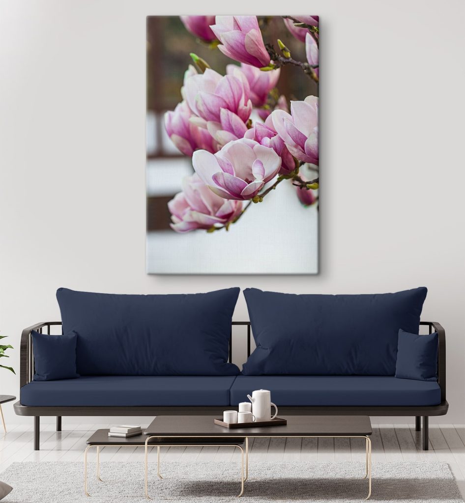 Spring magnolia blooms beckon anew Spring magnolia blooms beckon anew