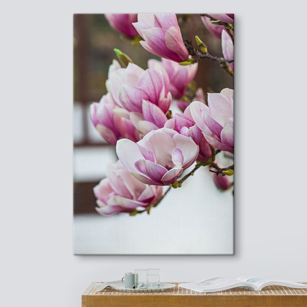 Spring magnolia blooms beckon anew Spring magnolia blooms beckon anew