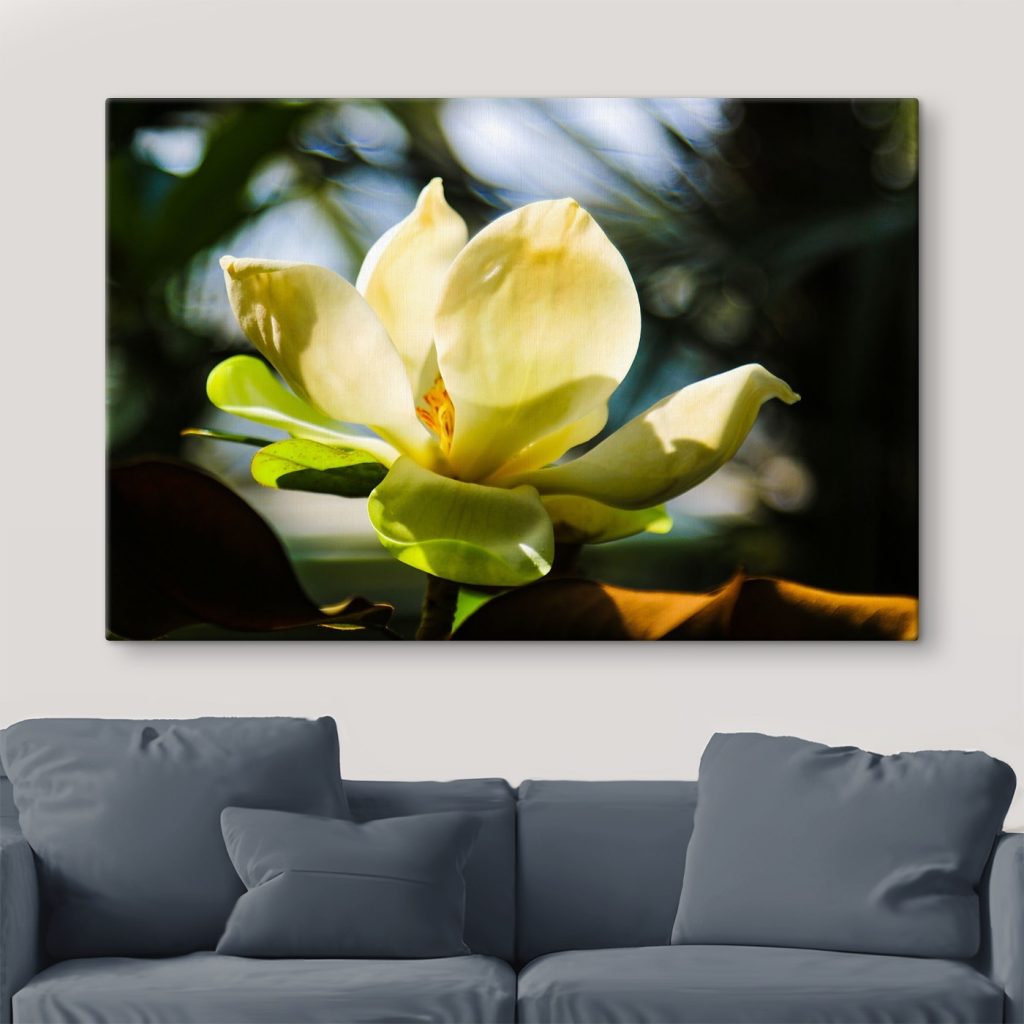 Creamy magnolia, spotlighted by light