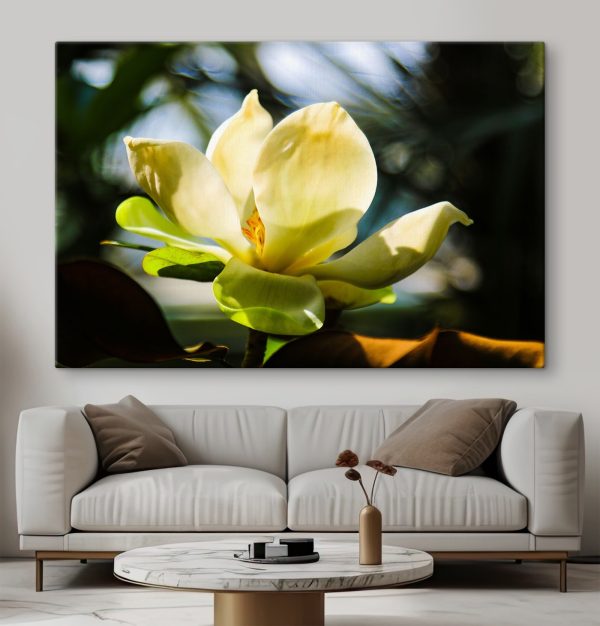 Creamy magnolia, spotlighted by light